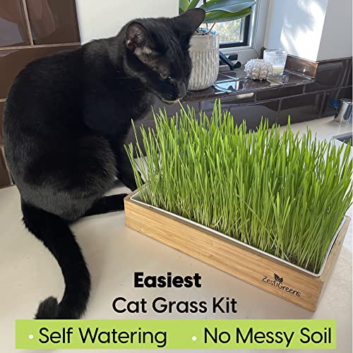 ZESTIGREENS Self-Watering Cat Grass Kit. Hands Down The Easiest Way to Grow Cat Grass. Includes Everything for a Big, Healthy Crop. - Image 2