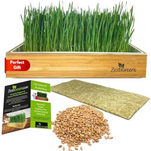 ZESTIGREENS Self-Watering Cat Grass Kit. Hands Down The Easiest Way to Grow Cat Grass. Includes Everything for a Big, Healthy Crop. - Image 1