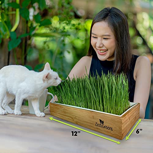 ZESTIGREENS Self-Watering Cat Grass Kit. Hands Down The Easiest Way to Grow Cat Grass. Includes Everything for a Big, Healthy Crop. - Image 4