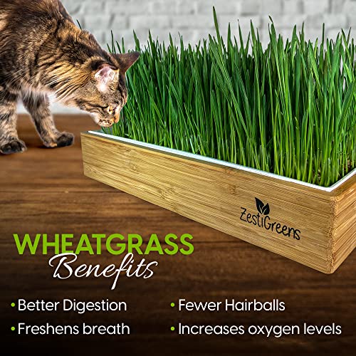 ZESTIGREENS Self-Watering Cat Grass Kit. Hands Down The Easiest Way to Grow Cat Grass. Includes Everything for a Big, Healthy Crop. - Image 5