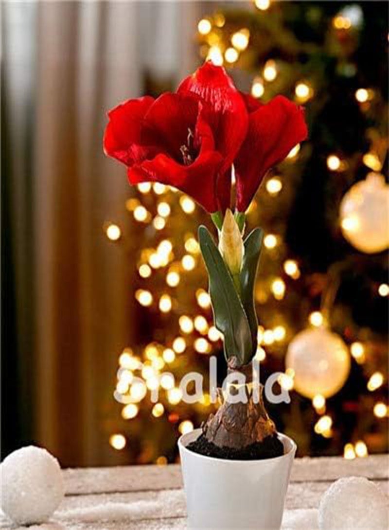 GGOOT New 200 pcs Amaryllis Lily Hippeastrum Flower Seeds for Gardening red 1 - Image 1