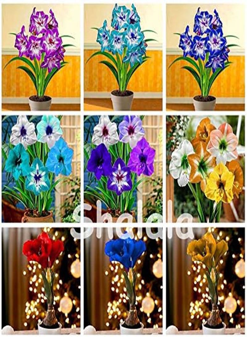 GGOOT New 200 pcs Amaryllis Lily Hippeastrum Flower Seeds for Gardening red 1 - Image 2