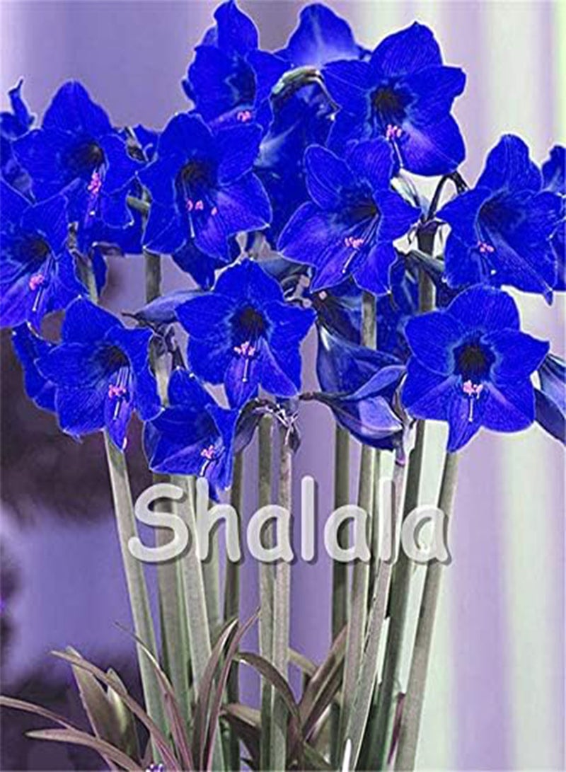 GGOOT New 200 pcs Amaryllis Lily Hippeastrum Flower Seeds for Gardening red 1 - Image 4