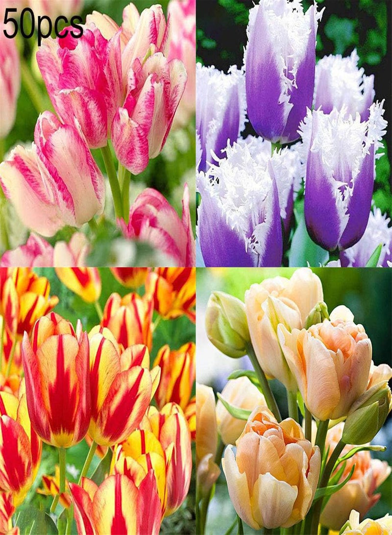 جي جوت 50 بذرة توليب ذات معدل إنبات مرتفع، سهلة الزراعة، سهلة التعامل، سهلة النمو، بونساي للحديقة والشرفة، أزهار معطرة، بذور بونساي صغيرة معمرة للحديقة، وردية اللون، مقاس واحد - Image 2