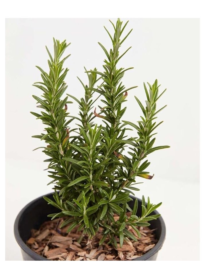 Rosmarinus officinalis-plant (2 pot =16) - Image 1