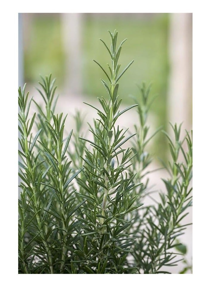 Rosmarinus officinalis-plant (2 pot =16) - Image 2
