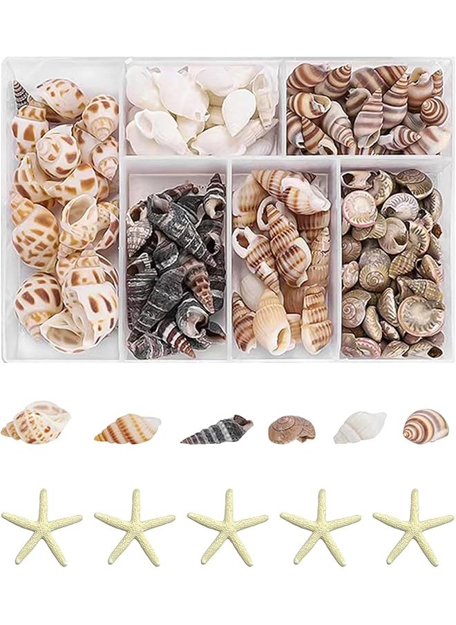 The Bros Seashell Decorations, 105 Spiral Shells, Starfish Decorations, Fish Tank and Vase Fillers, Craft Decorations, Furniture Decorations, DIY Decorations, Suitable for Beach Theme Parties  - Image 1