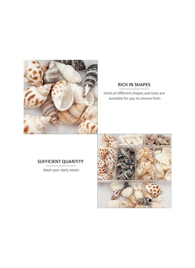 The Bros Seashell Decorations, 105 Spiral Shells, Starfish Decorations, Fish Tank and Vase Fillers, Craft Decorations, Furniture Decorations, DIY Decorations, Suitable for Beach Theme Parties  - Image 5