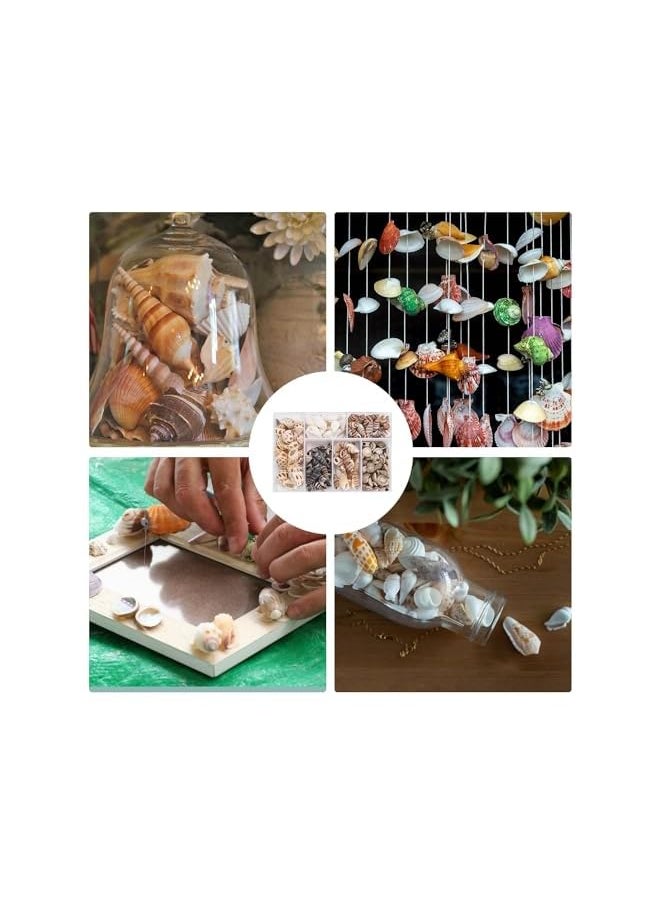 The Bros Seashell Decorations, 105 Spiral Shells, Starfish Decorations, Fish Tank and Vase Fillers, Craft Decorations, Furniture Decorations, DIY Decorations, Suitable for Beach Theme Parties  - Image 4