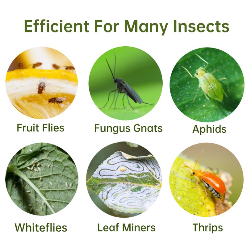 Stingmon 96 Pack Yellow Sticky Fungus Gnat Traps for Indoor and Outdoor Plants, Sticky Gnats Killer House Indoor, Fruit Fly Killer Flying Insects Bug Catcher - Image 5