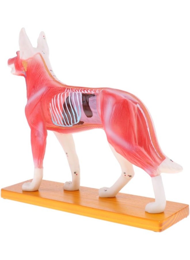 silvercnc Dog Canine Acupuncture Model Anatomical Medical Anatomy Teaching Tool  - Image 2