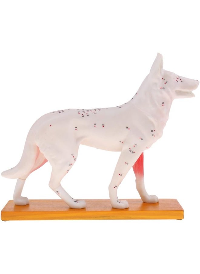 silvercnc Dog Canine Acupuncture Model Anatomical Medical Anatomy Teaching Tool  - Image 3