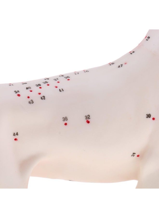 silvercnc Dog Canine Acupuncture Model Anatomical Medical Anatomy Teaching Tool  - Image 4