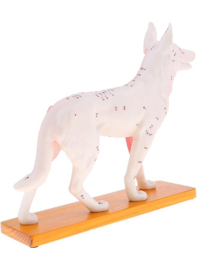 silvercnc Dog Canine Acupuncture Model Anatomical Medical Anatomy Teaching Tool  - Image 5