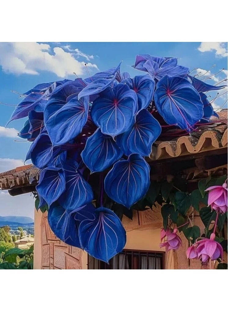 50 PCS Blue Sweet Potato Vine Leaf Seeds For Home Garden Planting - Image 1