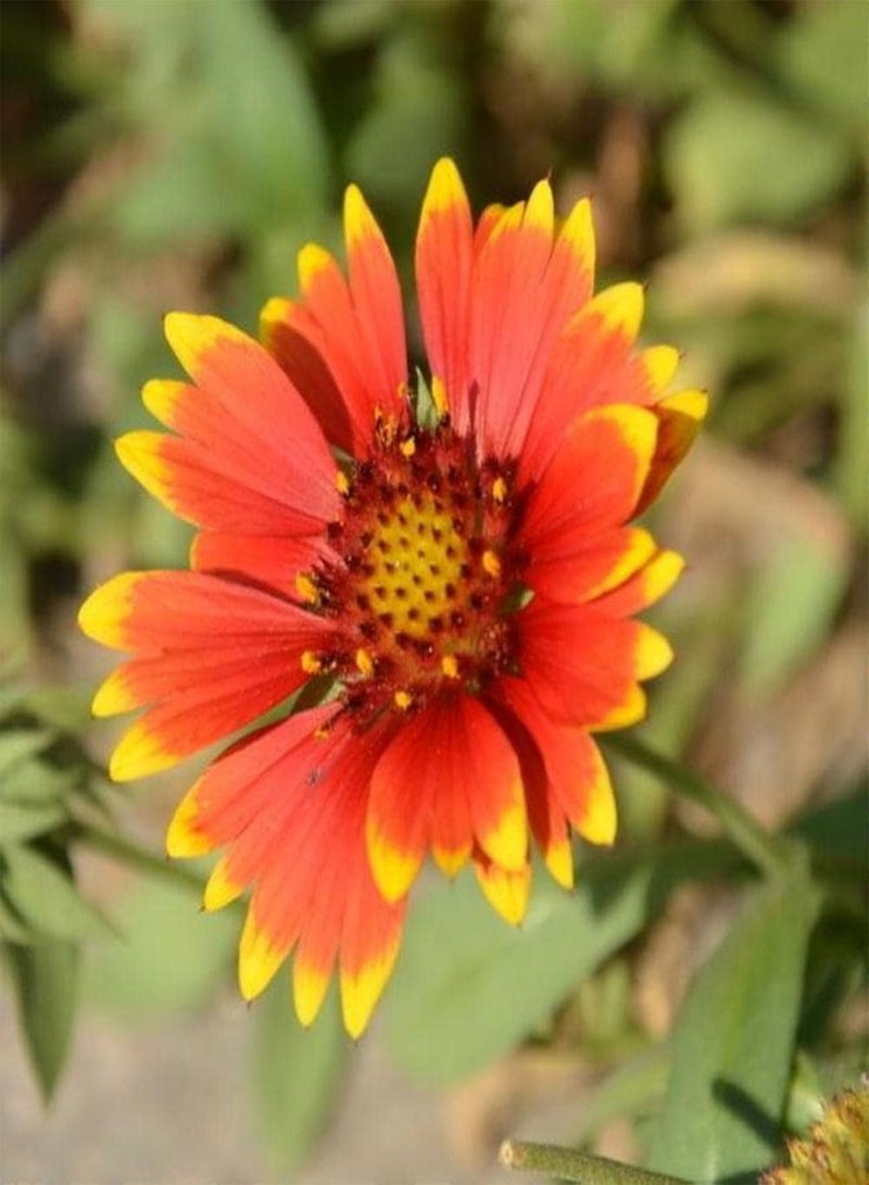 GGOOT 200Pcs Echinacea Seeds Rare Orange Flowers for Planting Next to Garden Fence Create A Vibrant Classic Garden Reap Admiration of Passers - Image 3