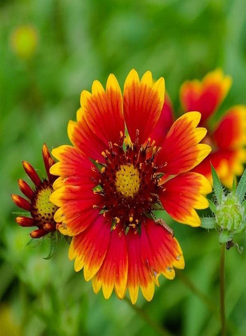 GGOOT 200Pcs Echinacea Seeds Rare Orange Flowers for Planting Next to Garden Fence Create A Vibrant Classic Garden Reap Admiration of Passers - Image 1