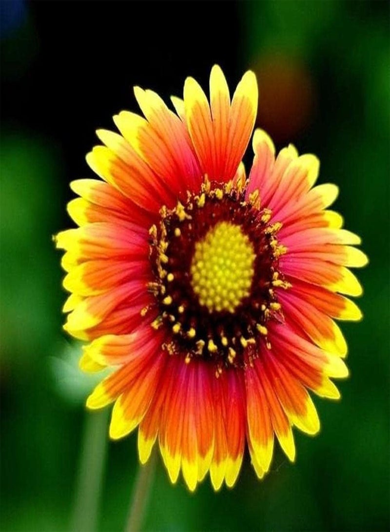 GGOOT 200Pcs Echinacea Seeds Rare Orange Flowers for Planting Next to Garden Fence Create A Vibrant Classic Garden Reap Admiration of Passers - Image 4