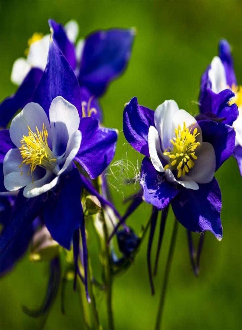 GGOOT Exotic Hardy Perennial Flower SeedsWildflowers Seeds HomeColumbine seed double-petal balcony garden flower species-250g_powder - Image 4