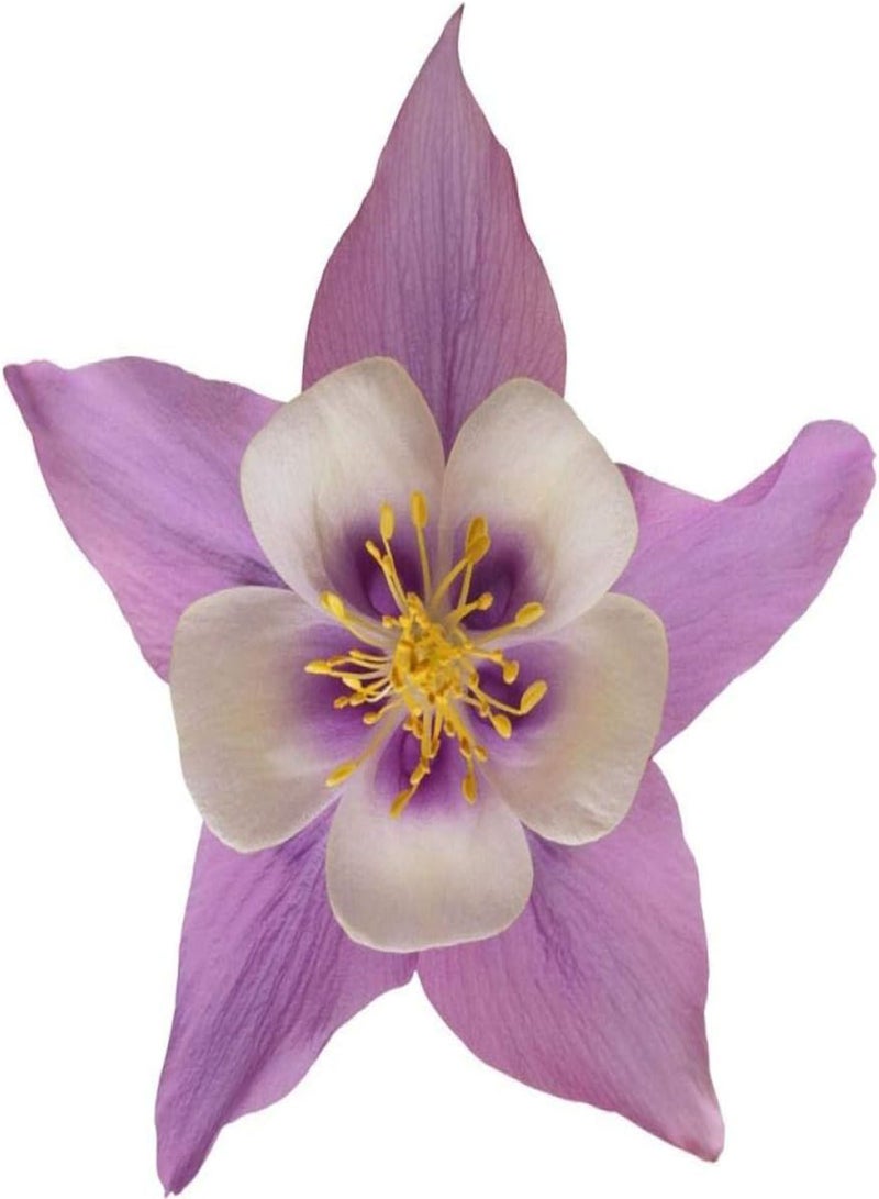 GGOOT Exotic Hardy Perennial Flower SeedsWildflowers Seeds HomeColumbine seed double-petal balcony garden flower species-250g_powder - Image 5