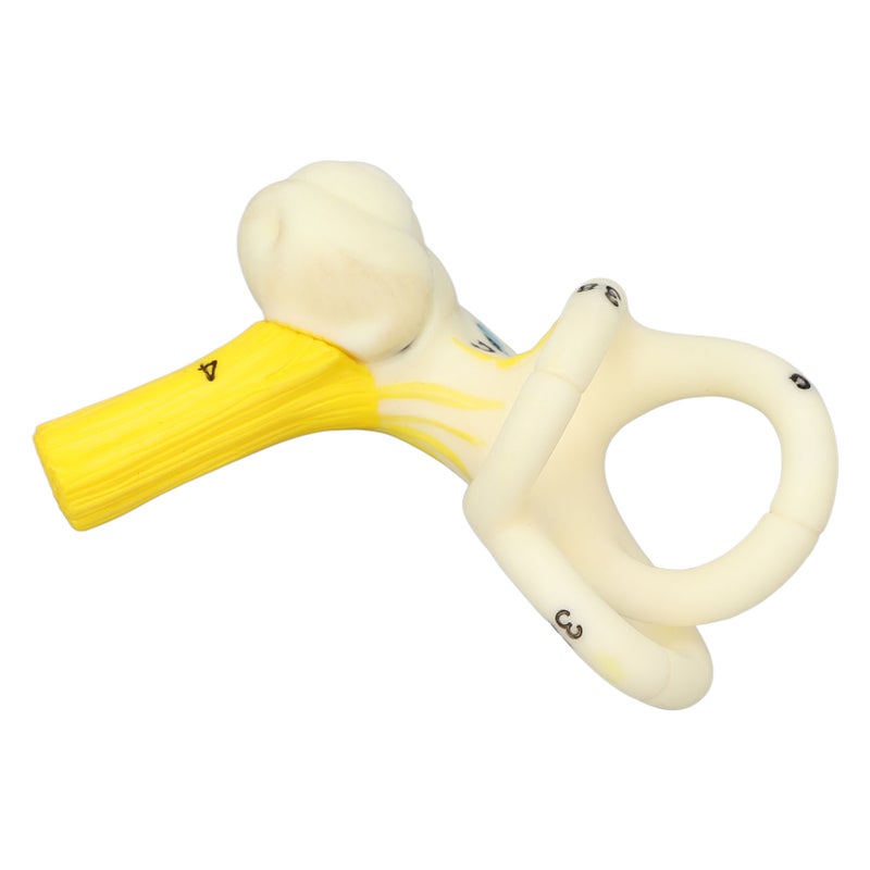 Ear Semicircular Canal Anatomical Model 5X Magnification Clear Structure Inner Ear Cochlea Model - Image 4