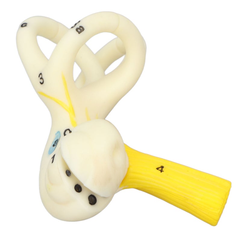 Ear Semicircular Canal Anatomical Model 5X Magnification Clear Structure Inner Ear Cochlea Model - Image 1