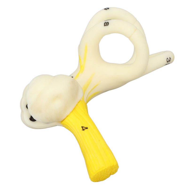 Ear Semicircular Canal Anatomical Model 5X Magnification Clear Structure Inner Ear Cochlea Model - Image 5