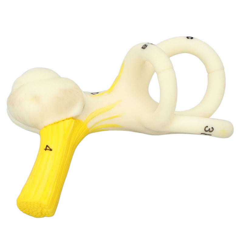 Ear Semicircular Canal Anatomical Model 5X Magnification Clear Structure Inner Ear Cochlea Model - Image 2