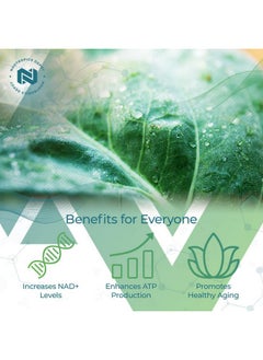 Nootropics Depot Nadh + Chlorella Capsules ; Reduced Nicotinamide Adenine Dinucleotide 20Mg ; Chlorella Vulgaris (Broken Cell) 400Mg ; Chlorophyll 10Mg ; Energy Alertness Mental Clarity & Healthy Aging ; 30 Count  - Image 4