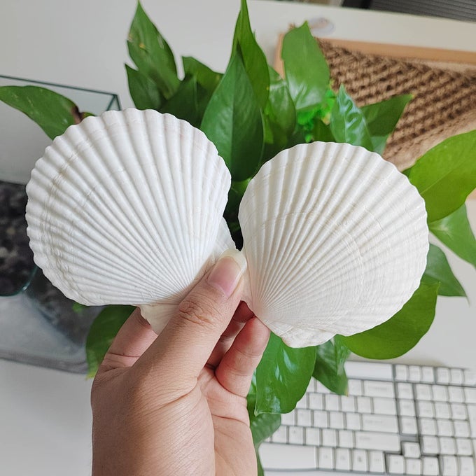 16PCS SEA SHELLS FOR CRAFTS DECORATION 2735 WHITE SCALLOP SHELLS FOR CRAFTS DIY PAINTING BEACHING WEDDING DECORATION BEACH NATURAL WHITE SEASHELLS BULK