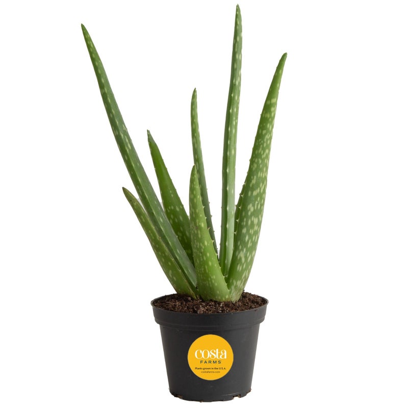 Costa Farms Aloe Vera Plant, Live Succulent, Easy Care Indoor Houseplant in Grower Pot, Room Air Purifier, Tabletop, Office, Desk or Home DÃ©cor, Housewarming, Garden Gift, 10-Inches Tall - Image 1