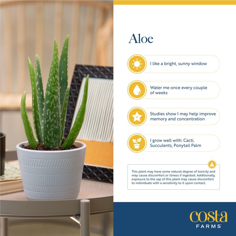 Costa Farms Aloe Vera Plant, Live Succulent, Easy Care Indoor Houseplant in Grower Pot, Room Air Purifier, Tabletop, Office, Desk or Home DÃ©cor, Housewarming, Garden Gift, 10-Inches Tall - Image 5