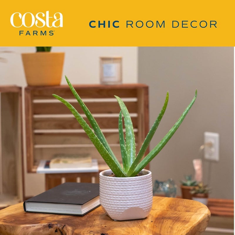 Costa Farms Aloe Vera Plant, Live Succulent, Easy Care Indoor Houseplant in Grower Pot, Room Air Purifier, Tabletop, Office, Desk or Home DÃ©cor, Housewarming, Garden Gift, 10-Inches Tall - Image 3