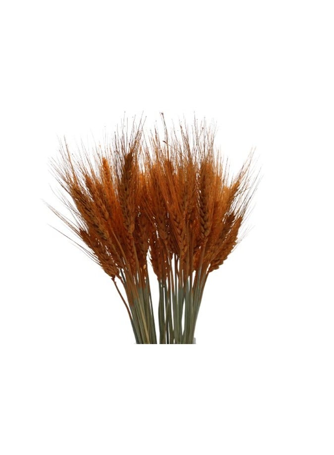 Natural Dried Wheat Grass Bundle Artificial Wheat Dried Flowers (Orange, 50) - Image 3