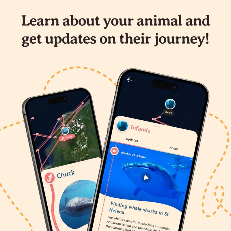 Fahlo Whale Shark Tracking Bracelet â€“ Track a Real Whale Sharkâ€™s Journey â€“ Supports Wildlife Conservation â€“ Elastic, One Size Fits Most â€“ on Interactive Mobile App Map â€“ Unisex Conservation Gift (Ocelli Stone) - Image 3