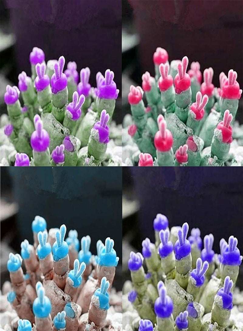 GGOOT 1 Bag Succulents Plants Seeds, Easy to Plant Non GMO Small Monilaria Obconica Seeds for Home Pink - Image 2