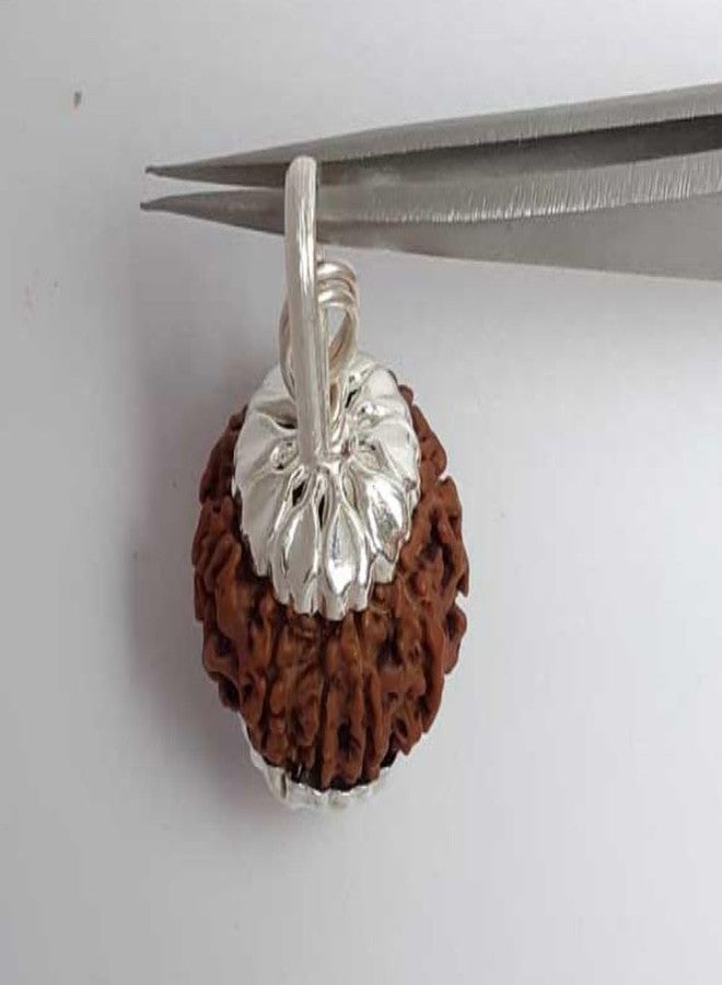 IRIS GEMS Nine Face Rudraksha الأصلي النيبالي المعتمد الطبيعي نيبال 9 Mukhi Rudrakshaa قلادة 9 मुकी रुत्राक्ष नेपाली ओरिगनल Real 9 Faced Rudraksha Nav Mukhi 9 Devi Mata - Image 3