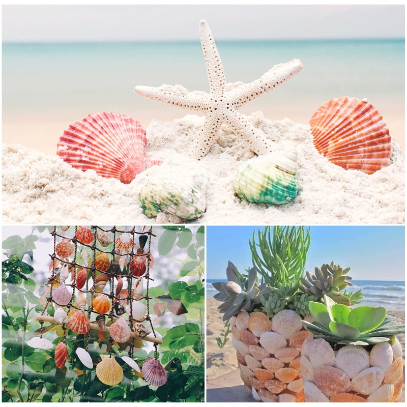 Lucky Baby Scallop Shell Natural Seashell from Sea Beach for DIY Crafts Decor for Wedding Decor Beach Theme Party, Home Decorations, Fish Tank 1 Box (50 pcs)â€¦ - Image 4