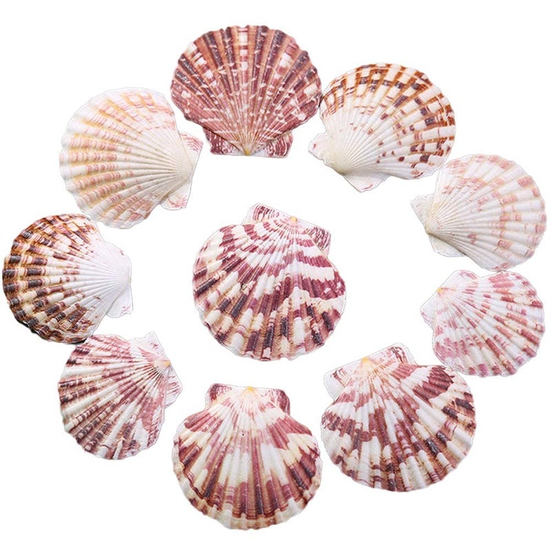 Lucky Baby Scallop Shell Natural Seashell from Sea Beach for DIY Crafts Decor for Wedding Decor Beach Theme Party, Home Decorations, Fish Tank 1 Box (50 pcs)â€¦ - Image 1