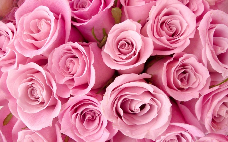 5 Ace Roses Sticker poster For room|Flowers Poster|Home decor|size:12x18 inch,multicolor - Image 5
