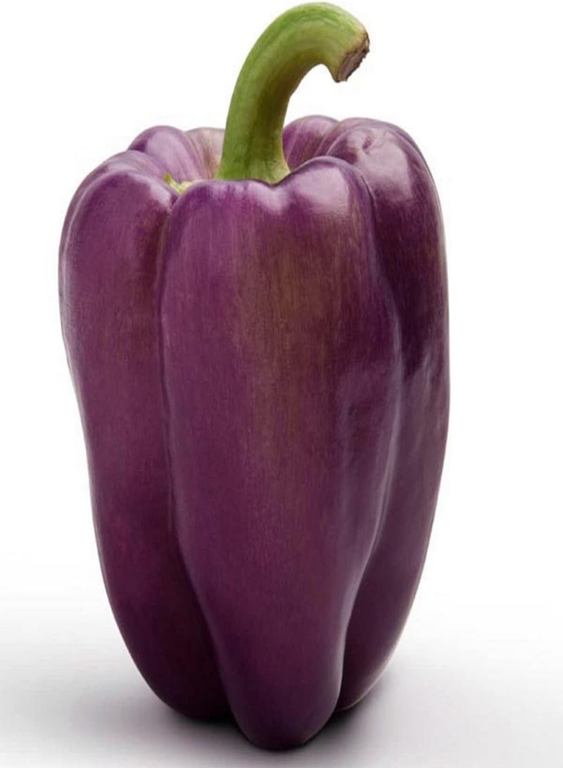 GGOOT Purple Bell Pepper - Capsicum Annuum Vegetable Seeds, As Known as Pepper Home Garden Planting by Heavy Torch, 15 Seeds - Image 3