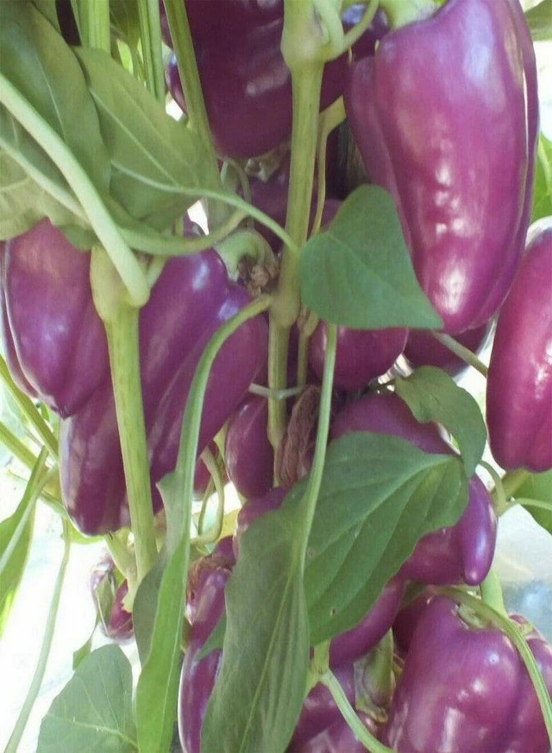 GGOOT Purple Bell Pepper - Capsicum Annuum Vegetable Seeds, As Known as Pepper Home Garden Planting by Heavy Torch, 15 Seeds - Image 5