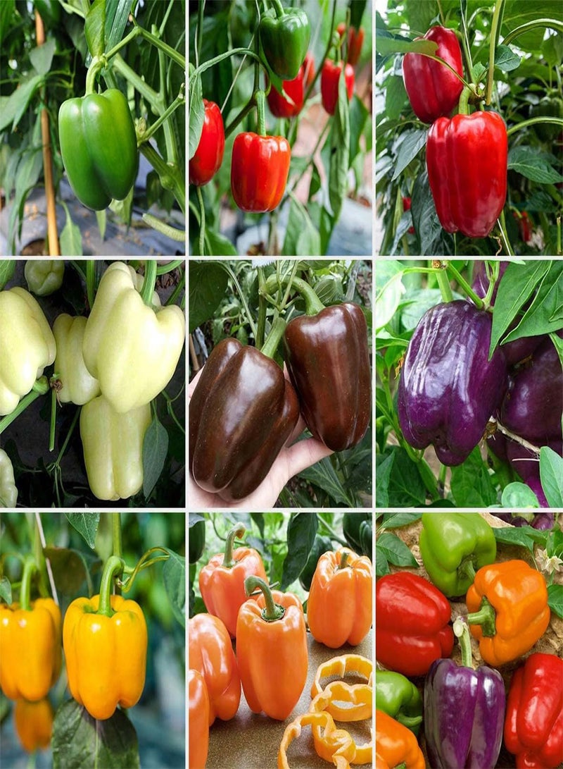 GGOOT Purple Bell Pepper - Capsicum Annuum Vegetable Seeds, As Known as Pepper Home Garden Planting by Heavy Torch, 15 Seeds - Image 1