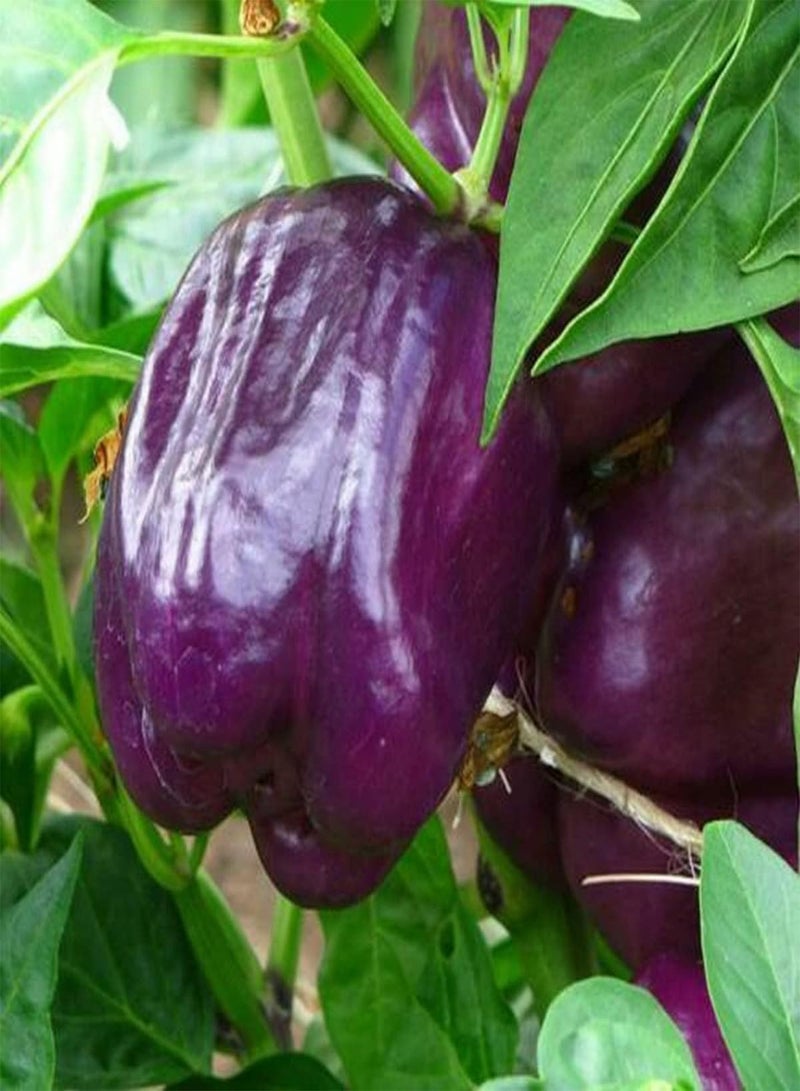 GGOOT Purple Bell Pepper - Capsicum Annuum Vegetable Seeds, As Known as Pepper Home Garden Planting by Heavy Torch, 15 Seeds - Image 2