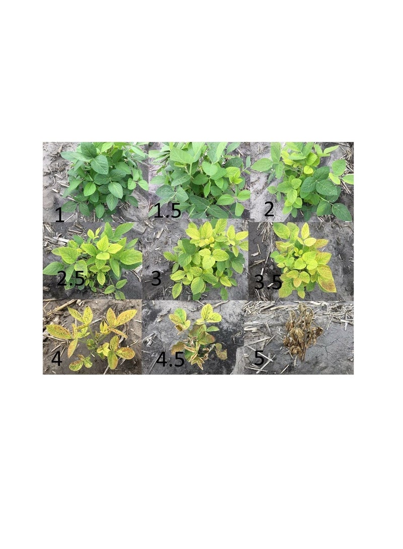 مابكو شيلات الحديد لتصحيح نقص الحديد في النباتات | 1 كجم | صنع في الامارات (مابكو) - Image 3