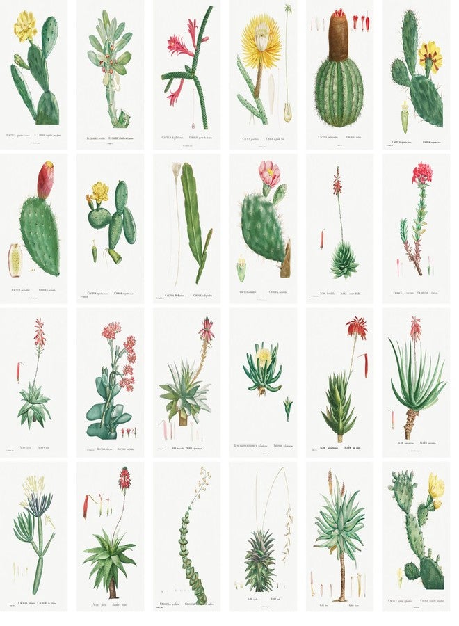 PIXILUV Large Stickers 24 pcs (2.5"x3.5" Each) Cactus and Succulents Vintage Botannical Books Illustrations by Redoute Retro Postcards Greeting Card Reprint - Image 2