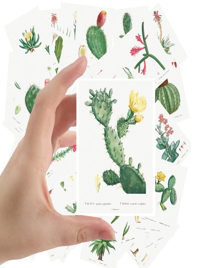 PIXILUV Large Stickers 24 pcs (2.5"x3.5" Each) Cactus and Succulents Vintage Botannical Books Illustrations by Redoute Retro Postcards Greeting Card Reprint - Image 1