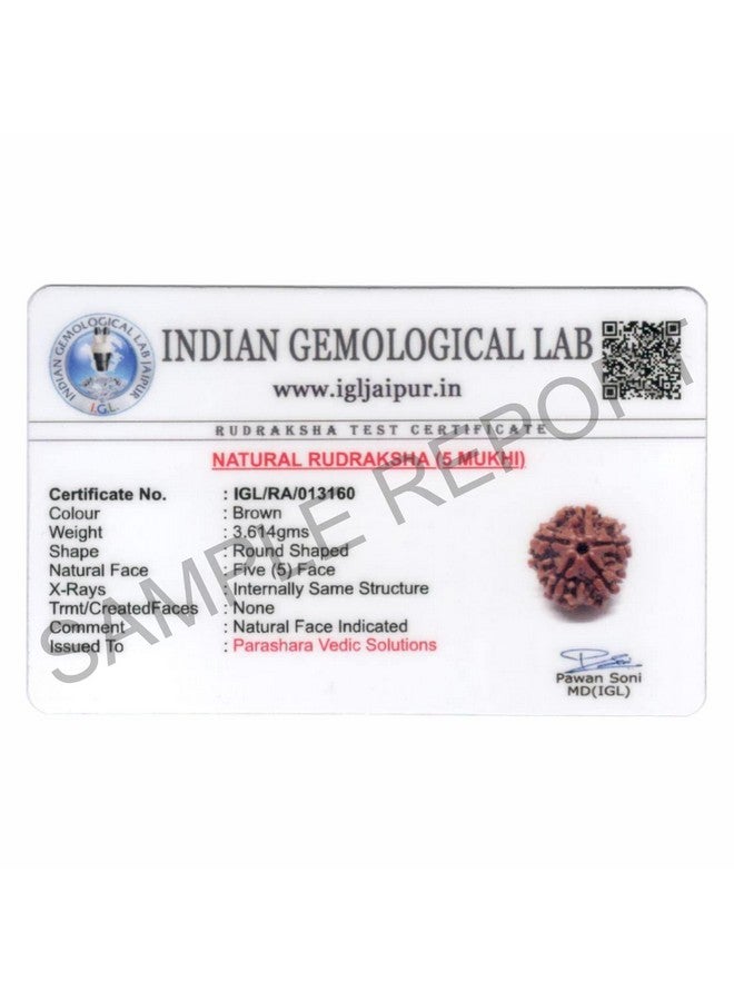 اركام ARKAM Five Mukhi Rudraksha معتمد/أصلي نيبالي 5 Mukhi Rudraksh/طبيعي 5 ذو وجه Rudraksha (بني) مع شهادة وتعليمات Puja - Image 2
