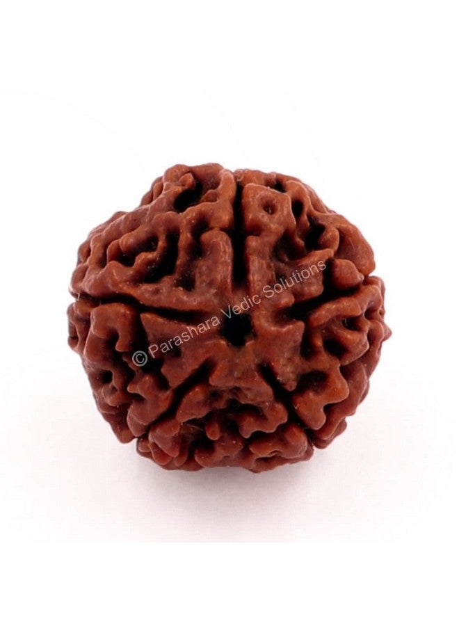 اركام ARKAM Five Mukhi Rudraksha معتمد/أصلي نيبالي 5 Mukhi Rudraksh/طبيعي 5 ذو وجه Rudraksha (بني) مع شهادة وتعليمات Puja - Image 1