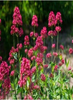 Pink Valerian - Centranthus Ruber VAR. coccineus 'Rosenrot' - 25 Seeds
